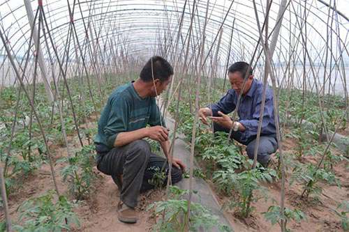 冬番茄开花结果期咋施肥？_冬番茄施肥