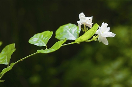 哪些花儿适合室内摆放：茉莉花