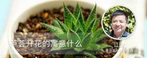 芦荟开花的寓意什么