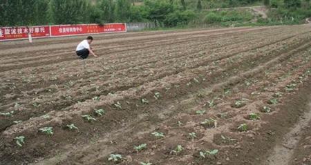 豇豆种植技术图片视频