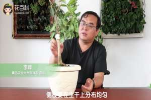 桂花怎么修剪开花多