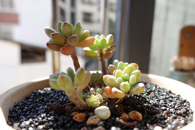 多肉植物可以淋雨吗