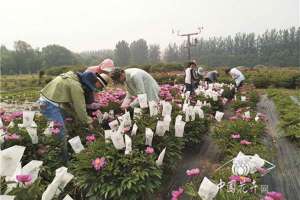 四个芍药新品种获国际登录