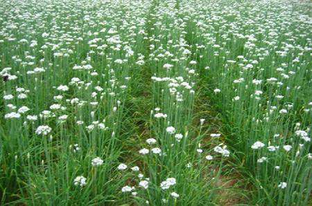 韭菜花怎么种植能高产？