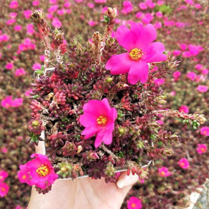 紫米粒 Portulaca gilliesii