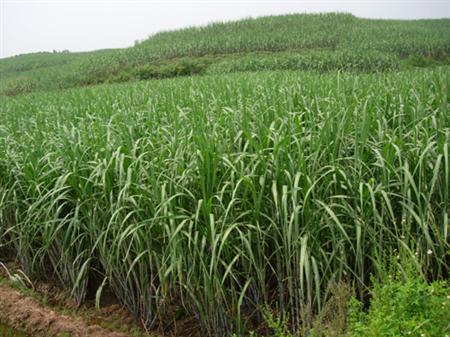 甘蔗抓六点 冬植能高产