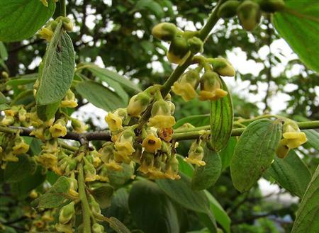 柿子树得花前、花后管理