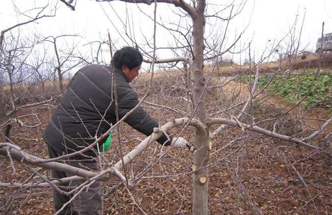 苹果树修剪2.jpg