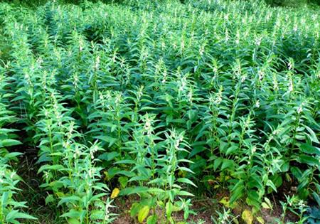 种植黑芝麻夏季主要管理有哪些？