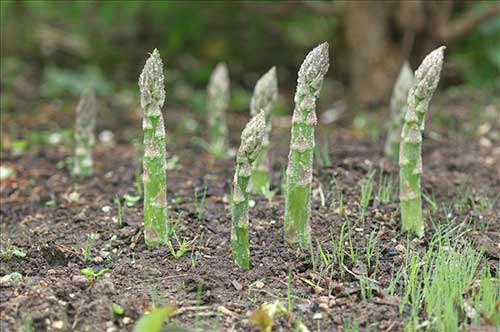 芦笋什么时期施什么肥？芦笋施肥技术