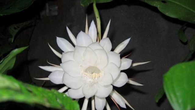 昙花如何修剪