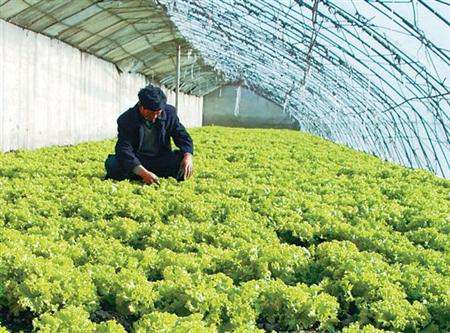 温室怎么种植生菜