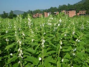 栽种黑芝麻技术要点