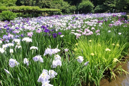 花菖蒲的观赏作用