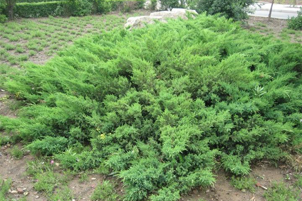 铺地柏怎么繁殖