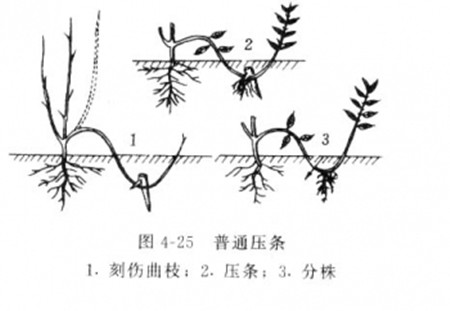 木兰压条