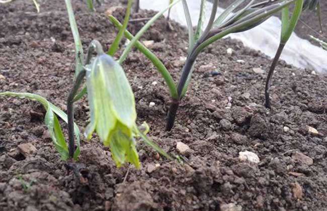 川贝母的种植技术