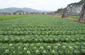 甘蓝种植高产栽培技术