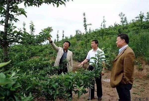 苹果树的夏季管理拉枝技术