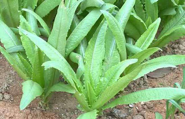 油麦菜种植技术