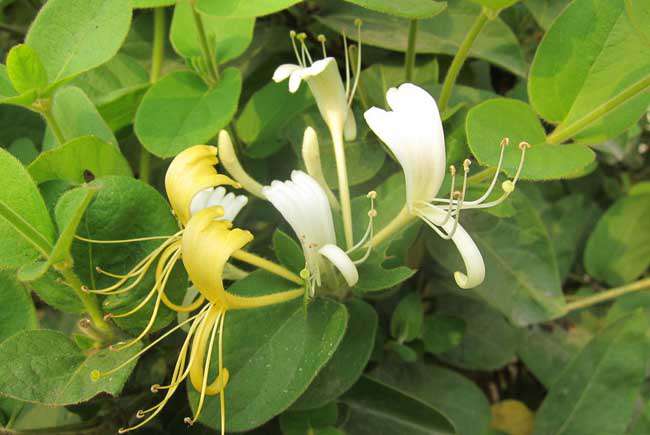 金银花种植前景如何？