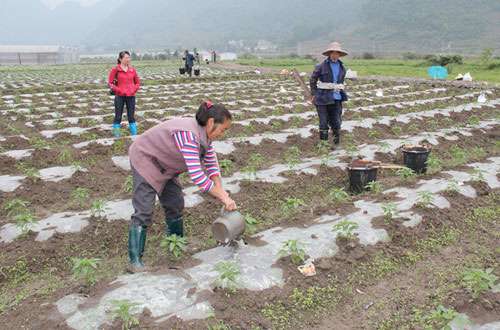 辣椒要高产施肥要讲究措施