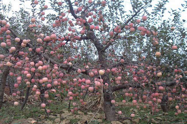 苹果树病害防治方法