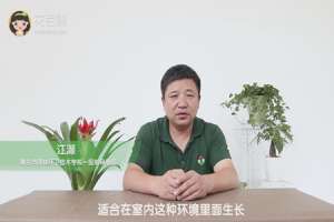 鸿运当头适合放在卧室吗