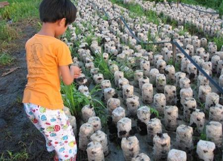 黑木耳种植视频图片