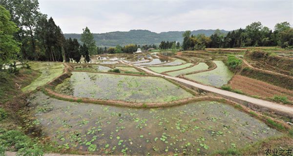 莲藕品种介绍