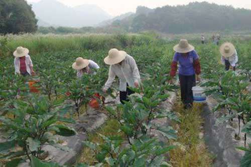 茄子增产增收增品质，施肥技巧要掌握