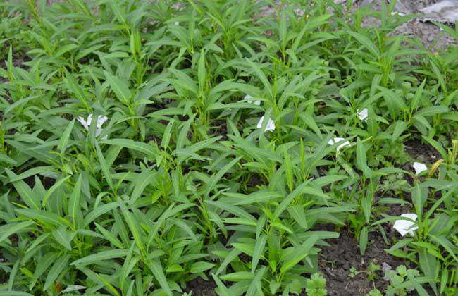 空心菜种子价格及种植方法