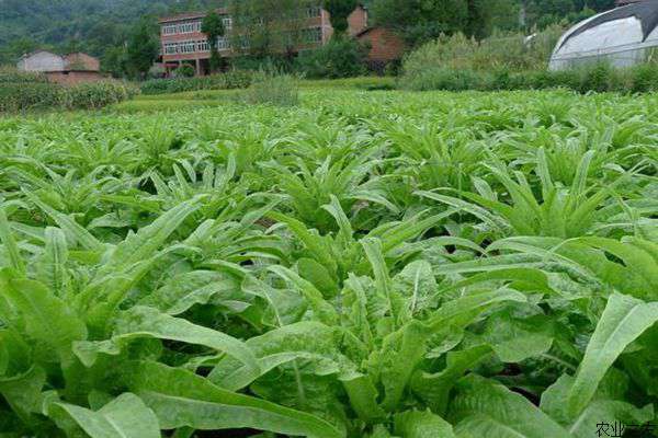 夏季莴苣无公害的种植技术