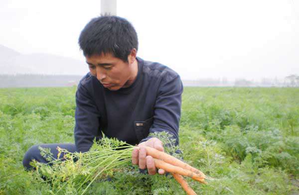 胡萝卜除草剂有哪些，胡萝卜除草剂未来发展方向