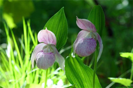 杓兰植株