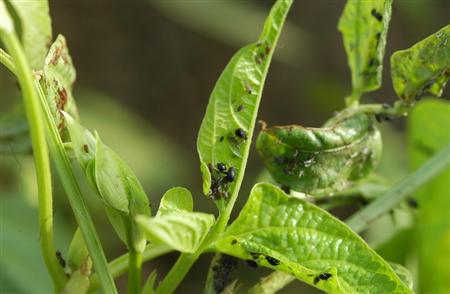 豇豆种植技术图片视频