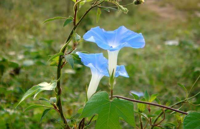 牵牛花花语和传说