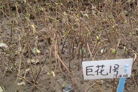 金银花种植技术图片视频