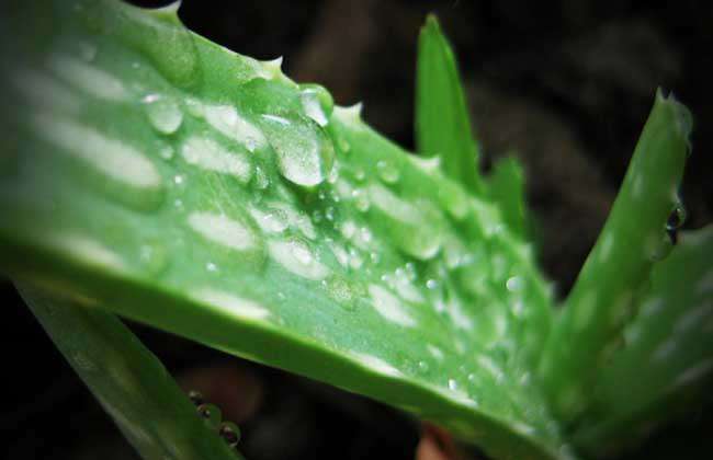 盆栽芦荟怎么养才好？