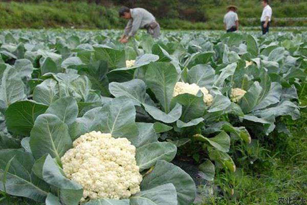 春季花椰菜栽培技术