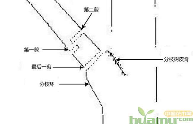 谈一谈园林树木修剪标准4.jpg