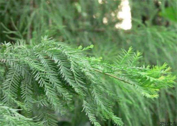 水杉种植的繁殖技术