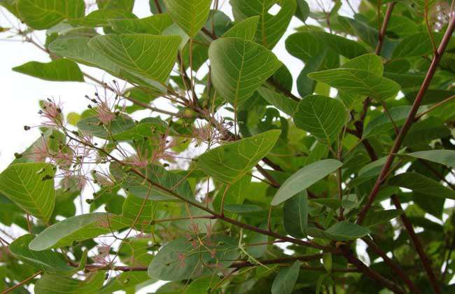 黄栌树种植技术