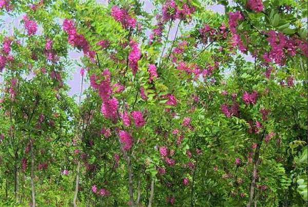 香花槐花叶病的防治