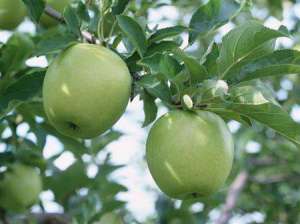 夏季管理苹果树要注意什么？