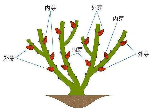 月季芽点图