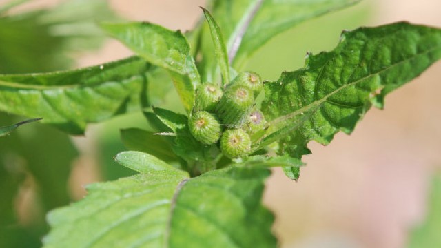 野茼蒿的功效与作用