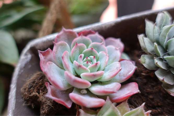 多肉植物可以淋雨吗