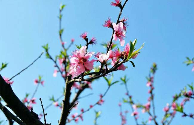 赏花经济