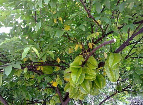 杨桃种植的植后管理技术